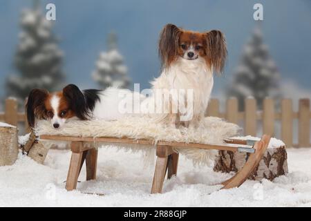 Papilons, chiots aux papillons, épagneul continental de Dwarf, luges Banque D'Images