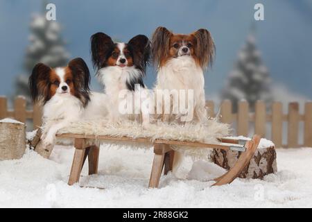 Papilons, chiots aux papillons, épagneul continental de Dwarf, luges Banque D'Images