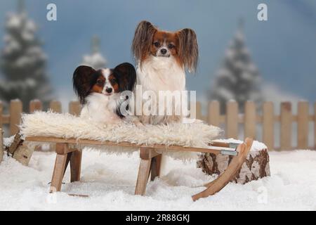 Papilons, chiots aux papillons, épagneul continental de Dwarf, luges Banque D'Images