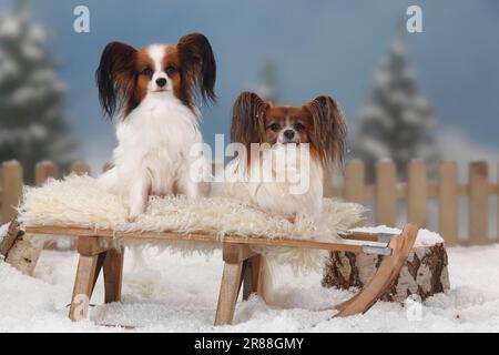 Papilons, chiots aux papillons, épagneul continental de Dwarf, luges Banque D'Images