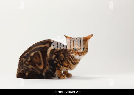 Chat Bengale, Bengale Marbled, latéral Banque D'Images