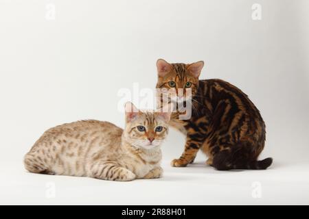 Chats Bengale, Bengale neige et Bengale Marbled Banque D'Images