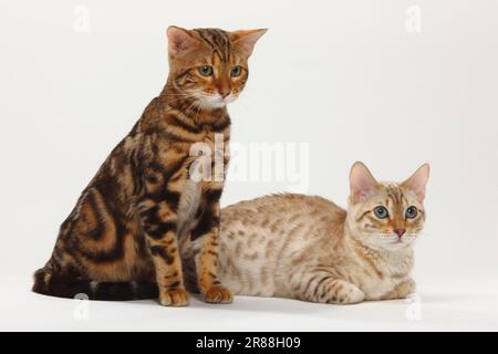 Chats Bengale, Bengale neige et Bengale Marbled Banque D'Images