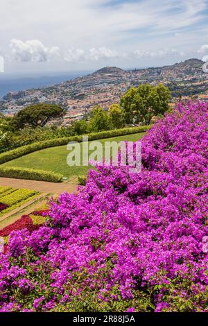 Bougainvilliers dans le jardin botanique avec Funchal en arrière-plan Banque D'Images