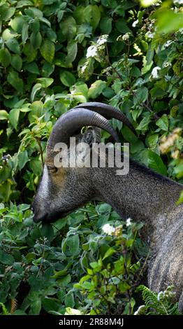 Une belle nilgiri tahr manger sa nourriture. Nilgiri tahr est une espèce de chèvre en voie de disparition et peut être vue dans le parc national eravikulam au kerala, en inde Banque D'Images