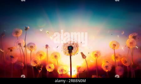 Pissenlits au coucher du soleil avec graines volantes dans le champ abstrait défocused - liberté et concept d'allergie Banque D'Images