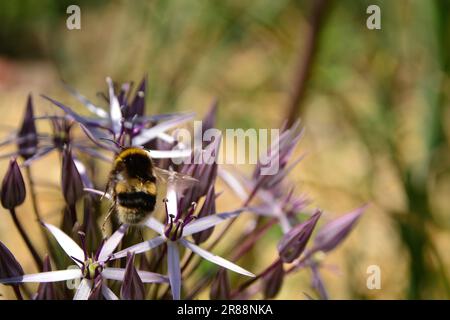 bumble bees extrayant le pollen Banque D'Images