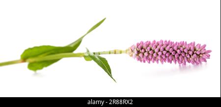 Bistorta officinalis fleur isolée sur fond blanc Banque D'Images