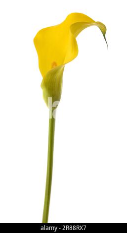 Fleur de cala jaune isolée sur fond blanc Banque D'Images