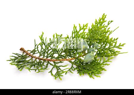 Chinois thuja spig avec des cônes isolés sur blanc Banque D'Images