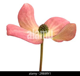 Fleur de cornouiller fleurie isolée sur fond blanc Banque D'Images