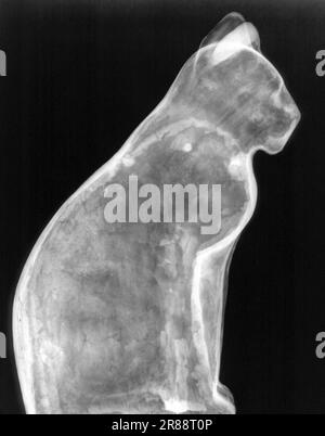 Radiographie d'une momie de chat égyptienne Banque D'Images