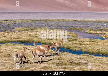 Vicunas à une crique en haute altitude au Paso de Jama, l'un des cols de montagne les plus importants entre l'Argentine et le Chili ; paysage pittoresque Banque D'Images