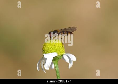 Gros plan sur les fleurs de camomille (Matricaria camomilla, Matricaria recutit). Banque D'Images