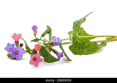 lungwort commun (Pulmonaria officinalis) isolé sur blanc Banque D'Images