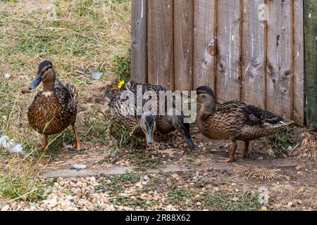 Canard malard sauvage féminin avec jeunes dans un jardin sauvage de Norfolk. Banque D'Images