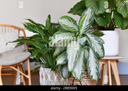 Maison tropicale en pot 'Aglaonema Silver Bay' avec motif argenté dans le panier avec d'autres plantes de maison en arrière-plan flou Banque D'Images