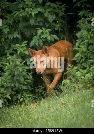 Dingo sauvage (Canis familiaris) émergeant de brousse sur Tamborine Mountain, Queensland, Australie. Chien solitaire, pas toujours le bienvenu. Banque D'Images