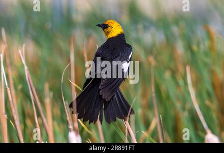 Un oiseau noir à tête jaune mâle (Xanthocephalus Xanthocephalus) se trouve au-dessus des queues de poule dans la zone de gestion de la sauvagine de Farmington Bay, dans l'Utah, aux États-Unis Banque D'Images