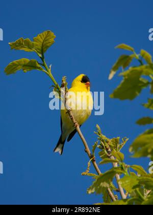 American Goldfinch - mâle Spinus tristis Ohio, USA BI36299 Banque D'Images