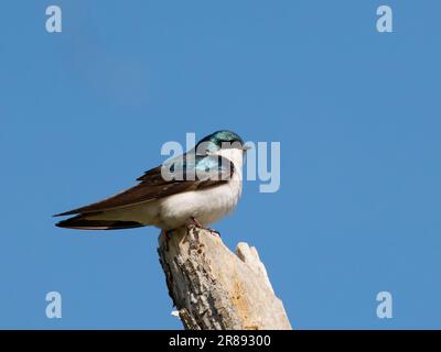 Swallow Tachycineta bicolor Magee Marsh, Ohio, États-Unis BI36342 Banque D'Images