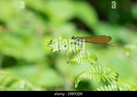 Femme belle Demoiselle (Calopteryx virgo) damselfly Banque D'Images