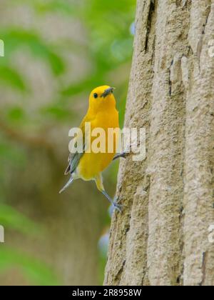 Paruline orangée Protonotaria citrea Magee Marsh, Ohio, États-Unis BI36618 Banque D'Images