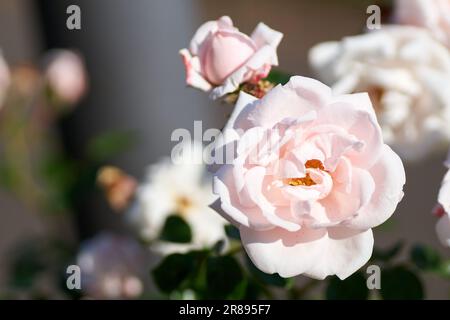 Petites roses blanches buissons fleurir sur la route dans le jardin Banque D'Images