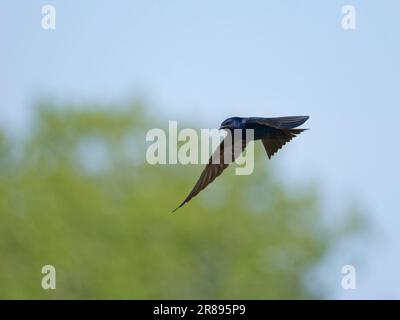 Purple Martin - homme en vol Progne subis Ottawa Wildlife refuge, Ohio, États-Unis BI36705 Banque D'Images