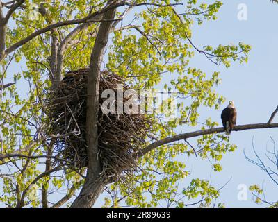 Aigle à tête blanche - nid Haliaeetus leucocephalus Magee Marsh, Ohio, États-Unis BI36761 Banque D'Images