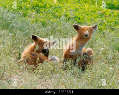 Renard rouge - deux renards rayant Vulpes vulpes Magee Marsh, Ohio, États-Unis MA004165 Banque D'Images