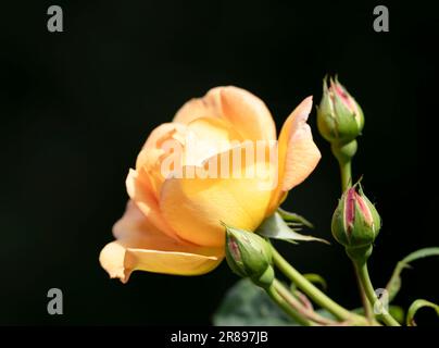 Une vue latérale d'une belle fleur de rose orange avec des boutons de rose adjacents Banque D'Images