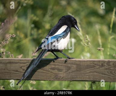 A Magpie, (Pica pica), perchée sur une vieille clôture en bois Banque D'Images