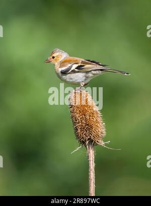 Une femme Chaffinch, (Fringilla coelebs), Banque D'Images