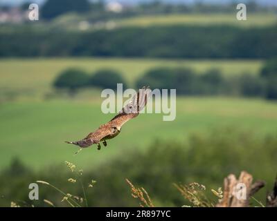 Une femelle Kestrel, (Falco tinnunculus), en vol sur un champ dans le West Yorkshire, au Royaume-Uni Banque D'Images