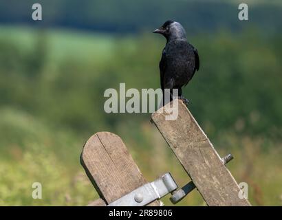 Un Jackdaw, (Corvus monedula), un membre de la famille Crow, toujours vigilant comme il perche sur un vieux poste de portail en bois Banque D'Images