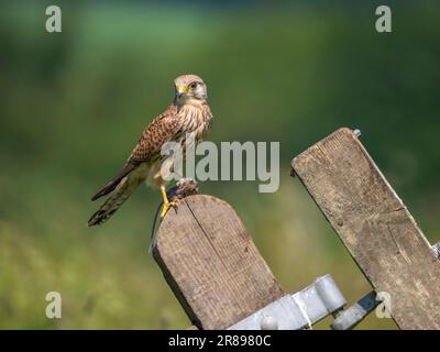 Une femelle Kestrel, (Falco tinnunculus), sur une vieille porte en bois, avec une souris de champ, elle vient de prendre Banque D'Images