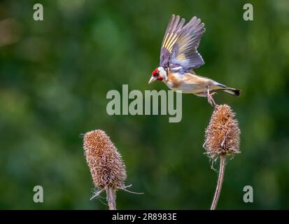 European Goldfinch, (Carduelis carduelis), qui prend son départ d'une usine de thé Banque D'Images