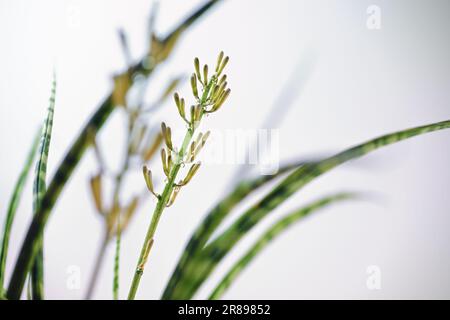 Inflorescence et bourgeons avec des gouttes de nectar d'une Sansevieria Fernwood Mikado (plante de serpent) en pot, les fleurs ne s'ouvrent que la nuit, fond clair, copie Banque D'Images