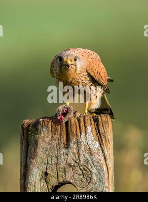 Un Kestrel mâle, (Falco tinnunculus), sur un ancien poste de clôture en bois, avec une souris de champ, il vient de prendre Banque D'Images