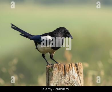 A Magpie, (Pica pica), perchée sur un ancien poste de clôture en bois Banque D'Images