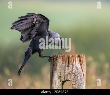 Un Jackdaw, (Corvus monedula), qui atterrit sur le sommet d'un ancien poste de porte en bois Banque D'Images