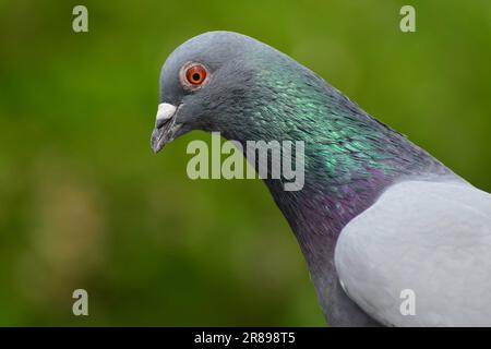 Pigeon gris commun ou colombe rocheuse. Portrait du bel pigeon féral. Gros plan sur la tête ou le cou. Banque D'Images