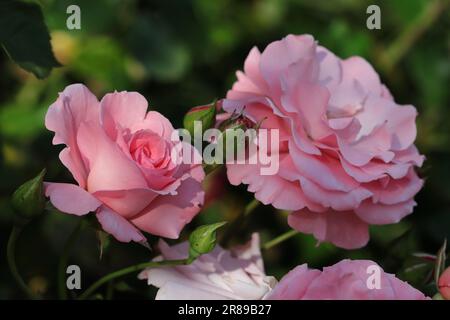 Gros plan d'un magnifique rosebud rose à moitié déplié à côté d'une fleur de rose pleine fleur, fond vert foncé flou Banque D'Images