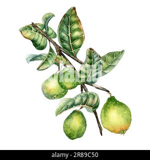 Branche d'arbre avec quatre fruits de goyave aquarelle illustration isolée sur fond blanc. Guajava végétale tropicale avec feuilles vertes dessinées à la main. DESIG Banque D'Images
