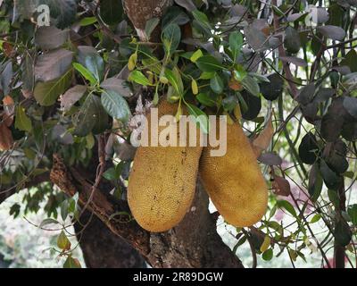 Arbre de Jackfruit, artocarpus heterophyllus, Cambodge Banque D'Images