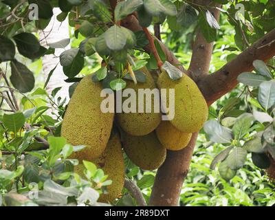 Arbre de Jackfruit, artocarpus heterophyllus, Cambodge Banque D'Images