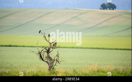 Emmerthal, Allemagne. 20th juin 2023. Oiseaux assis sur un arbre mort devant les champs de céréales près de Börry, dans le district de Hameln-Pyrmont. En raison de la sécheresse, le Landvolk Basse-Saxe s'attend à des rendements régionaux très différents dans la récolte du grain. Le Landvolk a informé mardi lors de la visite traditionnelle des céréales dans le Weserbergland de la récolte à venir. Credit: Julian Stratenschulte/dpa/Alay Live News Banque D'Images