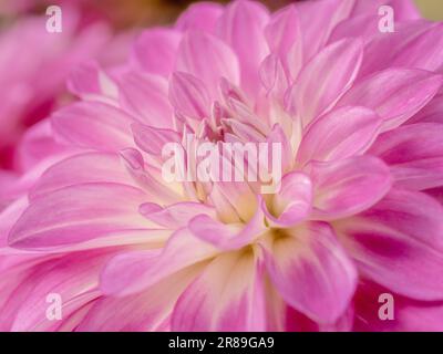 Gros plan du centre d'une fleur de dahlia rose avec des pétales centraux roses et blancs. Banque D'Images