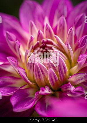 Gros plan du centre rose et blanc de la fleur Dahlia 'April Dawn'. Banque D'Images